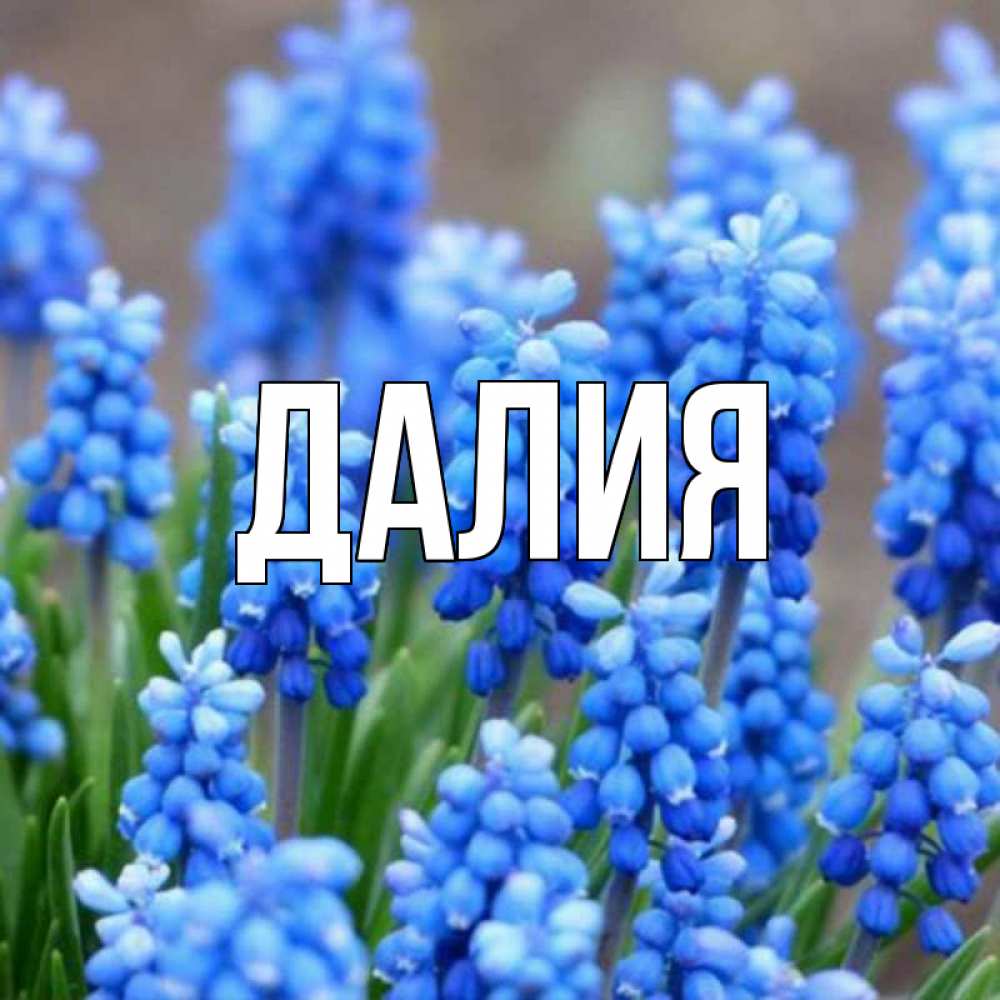 Открытка на каждый день с именем, Далия Главная Поздравительная открытка для женщин с цветами на праздничную дату Прикольная открытка с пожеланием онлайн скачать бесплатно 