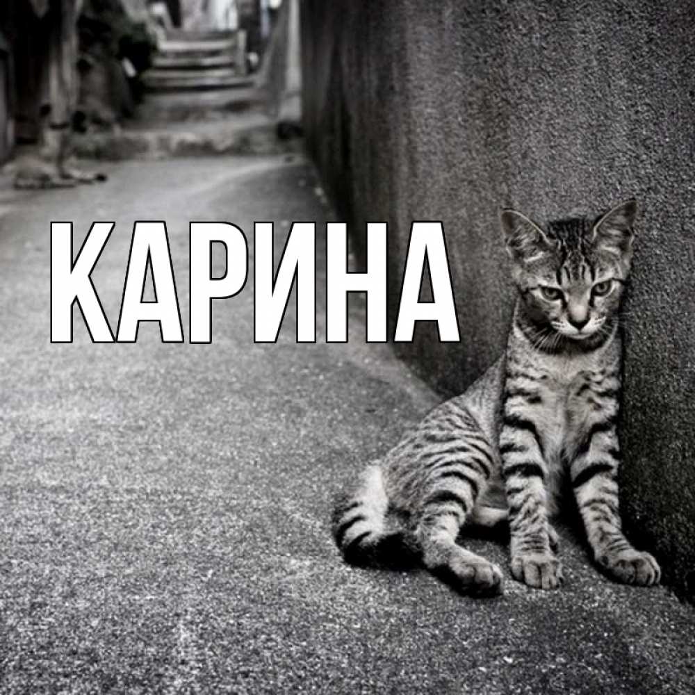 Открытка на каждый день с именем, Карина Главная скучающий котик Прикольная открытка с пожеланием онлайн скачать бесплатно 