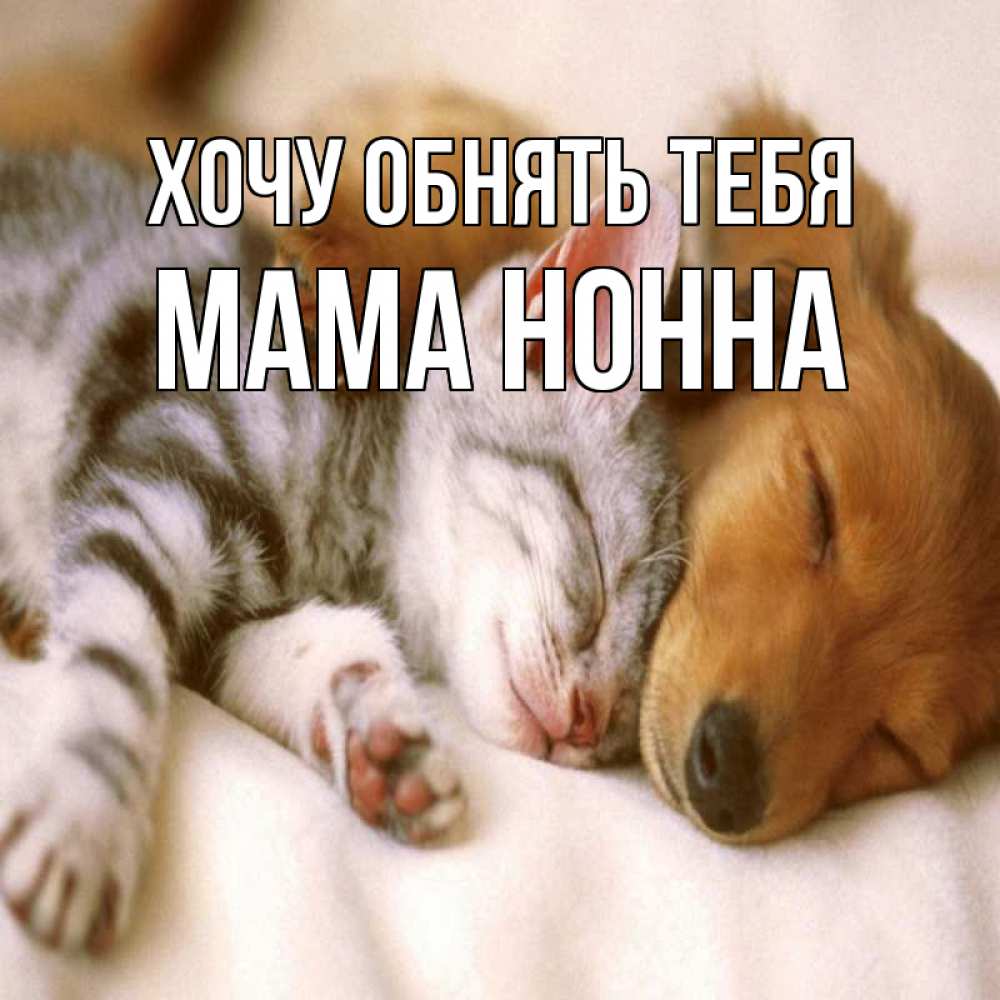 Открытка на каждый день с именем, Мама-Нонна Хочу обнять тебя пес и котенок Прикольная открытка с пожеланием онлайн скачать бесплатно 