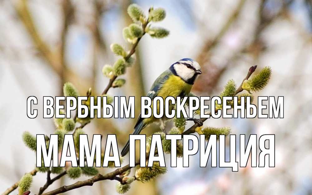 Открытка на каждый день с именем, Мама-Патриция С вербным воскресеньем верба Прикольная открытка с пожеланием онлайн скачать бесплатно 