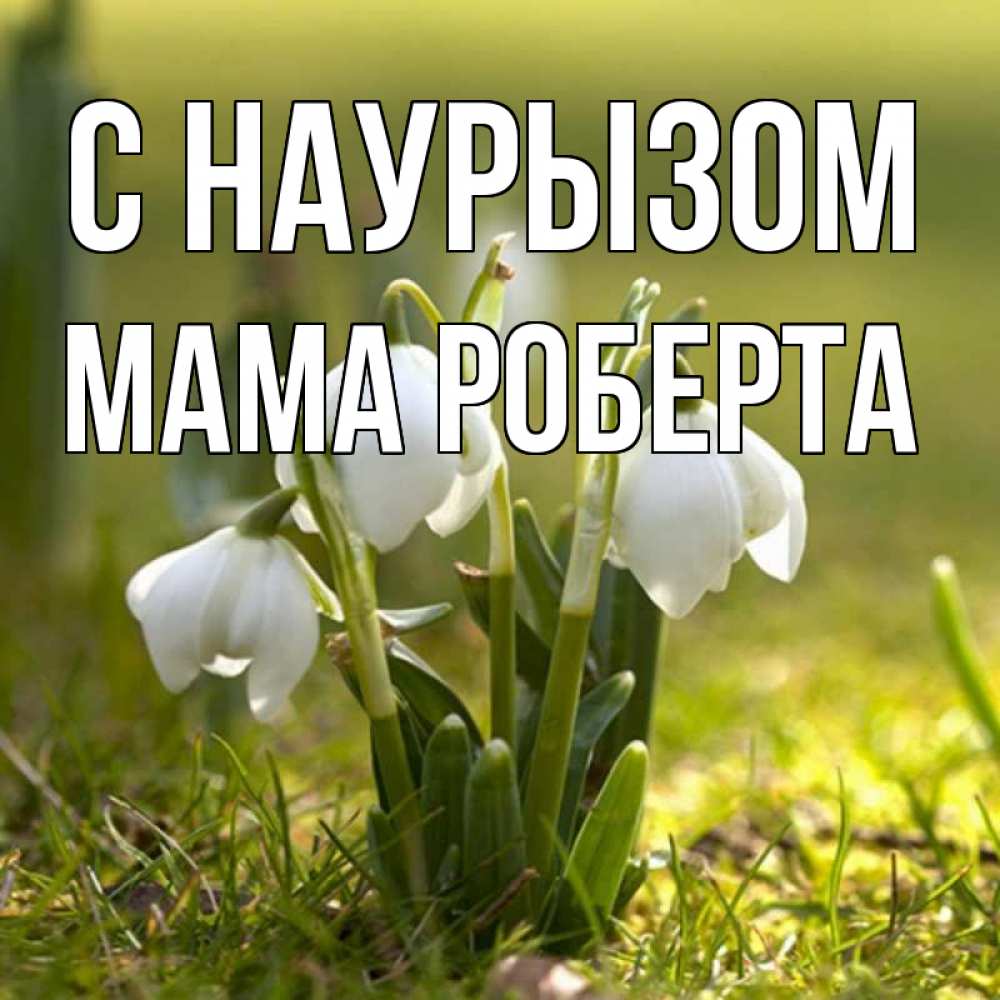 Открытка на каждый день с именем, Мама-Роберта С наурызом ранние цветы 2 Прикольная открытка с пожеланием онлайн скачать бесплатно 