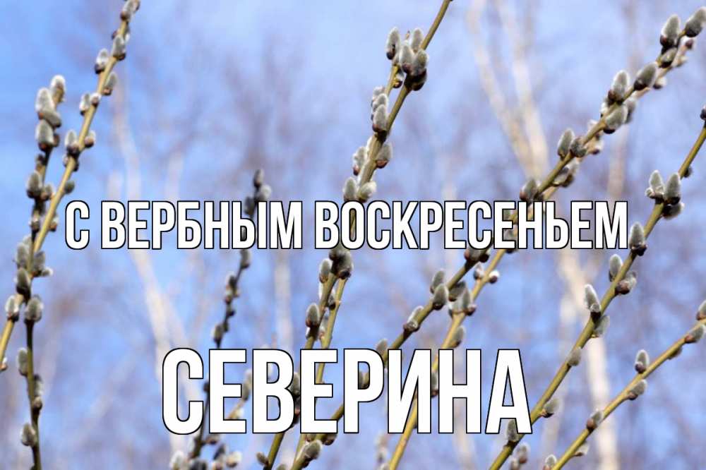 Открытка на каждый день с именем, Северина С вербным воскресеньем верба Прикольная открытка с пожеланием онлайн скачать бесплатно 