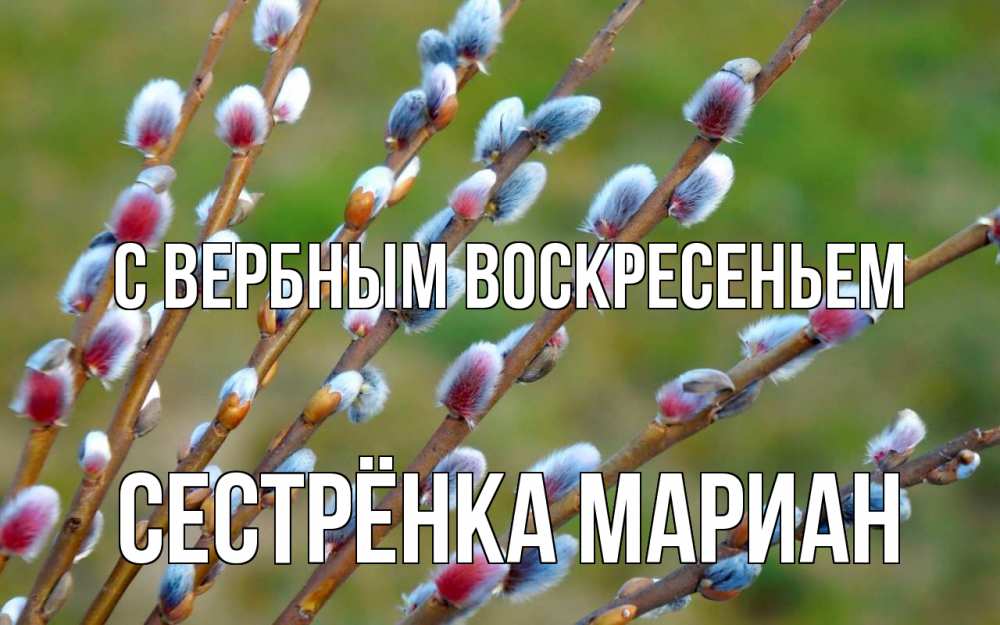 Открытка на каждый день с именем, Сестрёнка-Мариан С вербным воскресеньем верба Прикольная открытка с пожеланием онлайн скачать бесплатно 