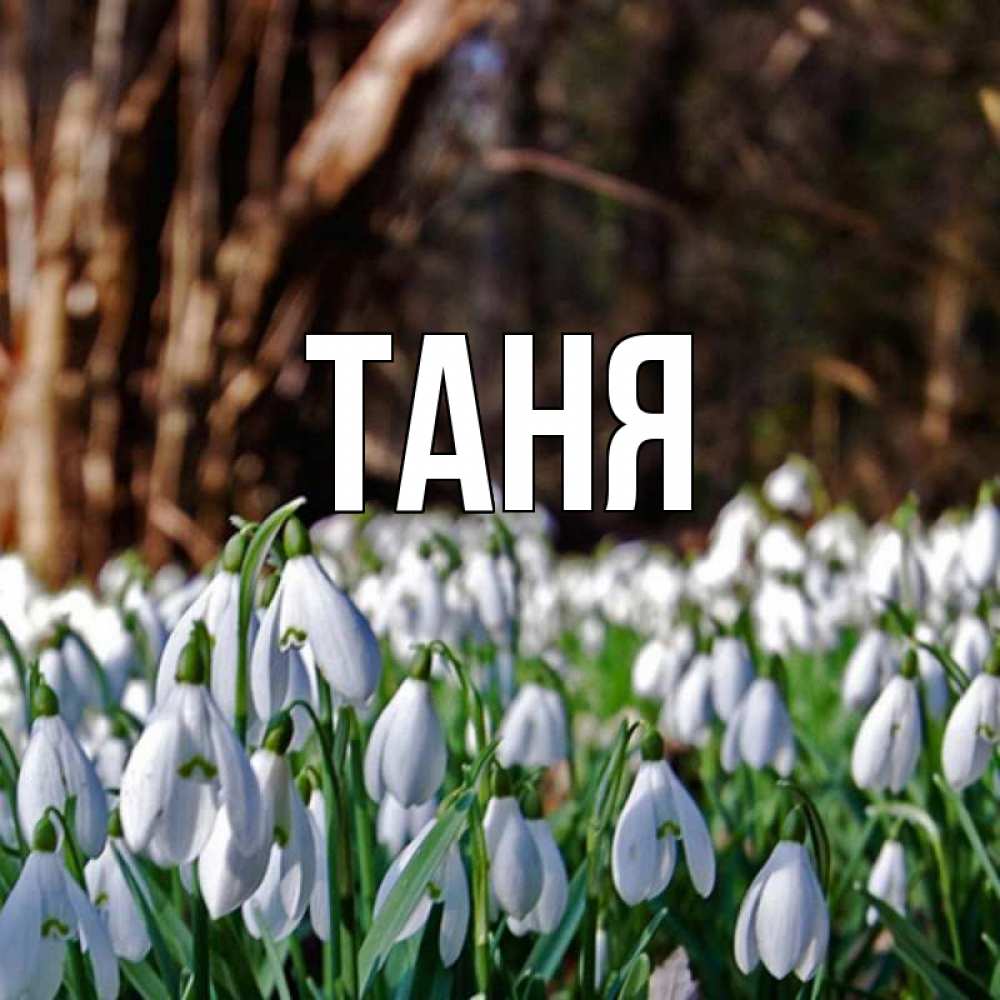 Открытка на каждый день с именем, Таня Главная с подснежниками 1 Прикольная открытка с пожеланием онлайн скачать бесплатно 
