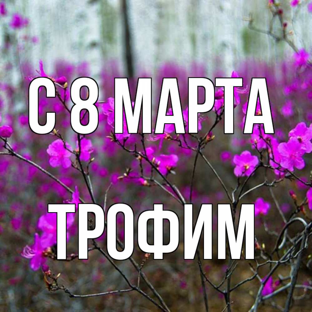 Открытка на каждый день с именем, Трофим С 8 МАРТА дикие цветы Прикольная открытка с пожеланием онлайн скачать бесплатно 