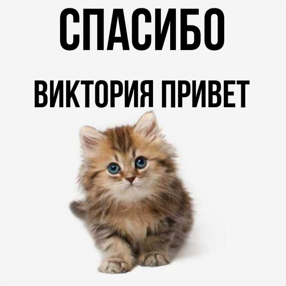 С приветом виктория