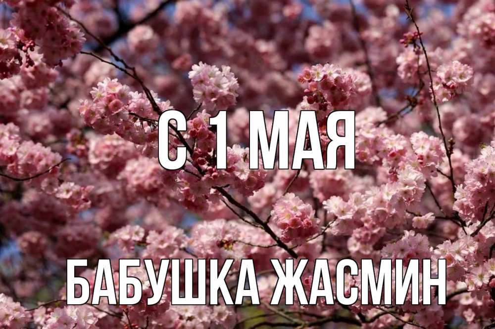 Открытка на каждый день с именем, Бабушка-Жасмин С 1 мая С 1 мая Прикольная открытка с пожеланием онлайн скачать бесплатно 