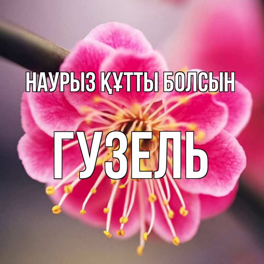 Открытка на каждый день с именем, Гузель Наурыз құтты болсын цветы Прикольная открытка с пожеланием онлайн скачать бесплатно 