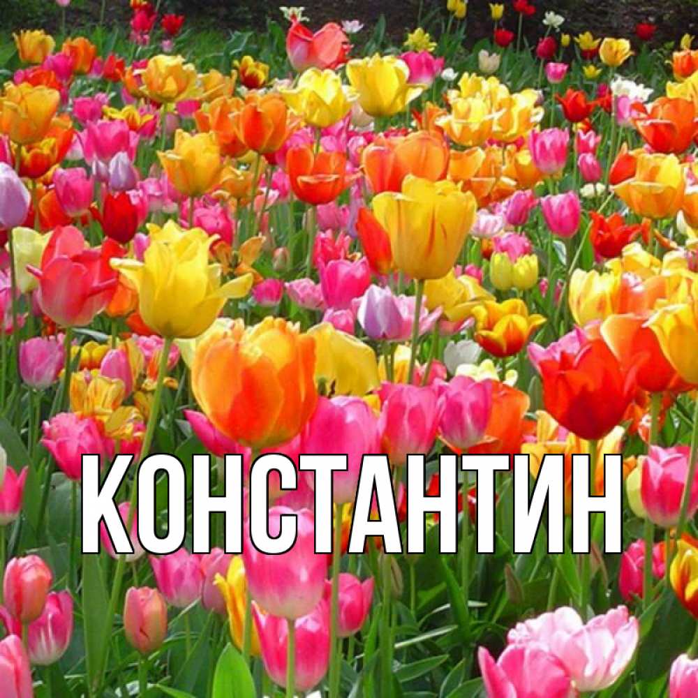 Открытка на каждый день с именем, Константин Главная на международный женский день Прикольная открытка с пожеланием онлайн скачать бесплатно 