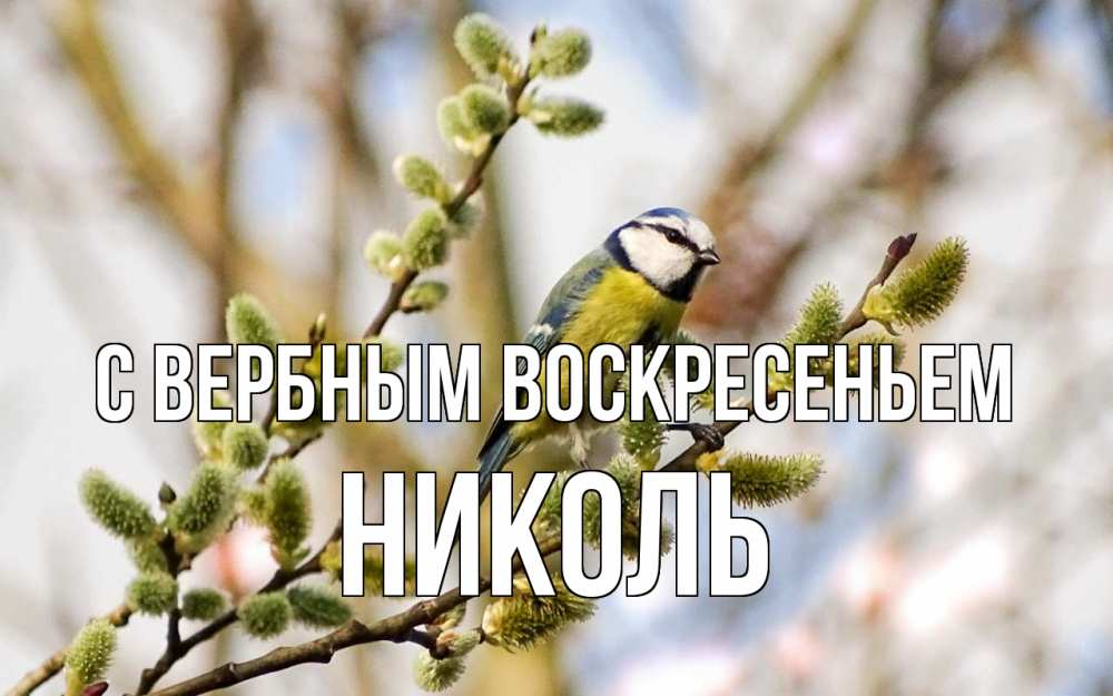 Открытка на каждый день с именем, Николь С вербным воскресеньем верба Прикольная открытка с пожеланием онлайн скачать бесплатно 