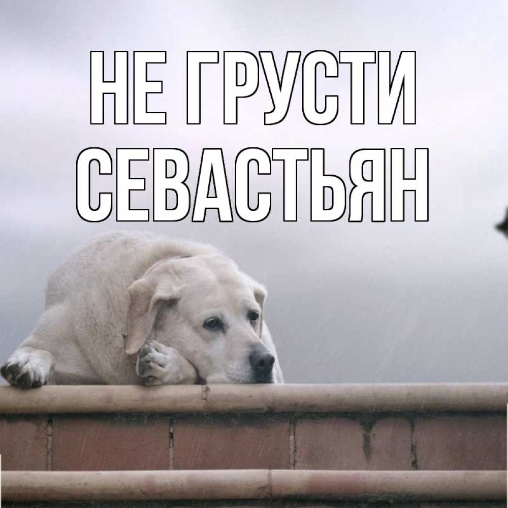 Открытка на каждый день с именем, Севастьян Не грусти белый пес 1 Прикольная открытка с пожеланием онлайн скачать бесплатно 