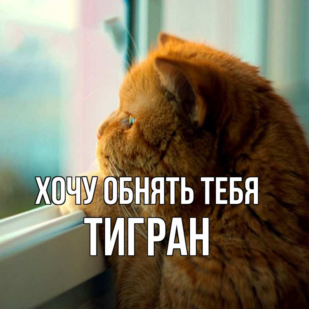Открытка на каждый день с именем, Тигран Хочу обнять тебя большой огромный рыжий котяра Прикольная открытка с пожеланием онлайн скачать бесплатно 