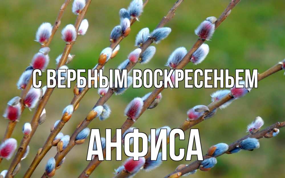 Открытка на каждый день с именем, Анфиса С вербным воскресеньем верба Прикольная открытка с пожеланием онлайн скачать бесплатно 