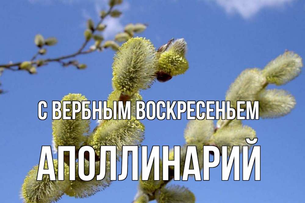 Открытка на каждый день с именем, Аполлинарий С вербным воскресеньем верба Прикольная открытка с пожеланием онлайн скачать бесплатно 