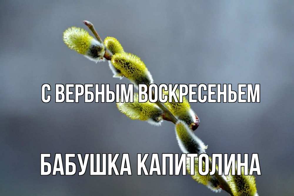 Открытка на каждый день с именем, Бабушка-Капитолина С вербным воскресеньем верба Прикольная открытка с пожеланием онлайн скачать бесплатно 