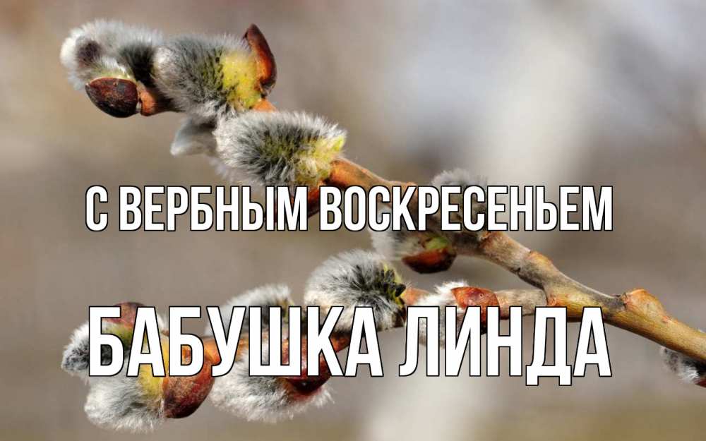 Открытка на каждый день с именем, Бабушка-Линда С вербным воскресеньем Верба Прикольная открытка с пожеланием онлайн скачать бесплатно 