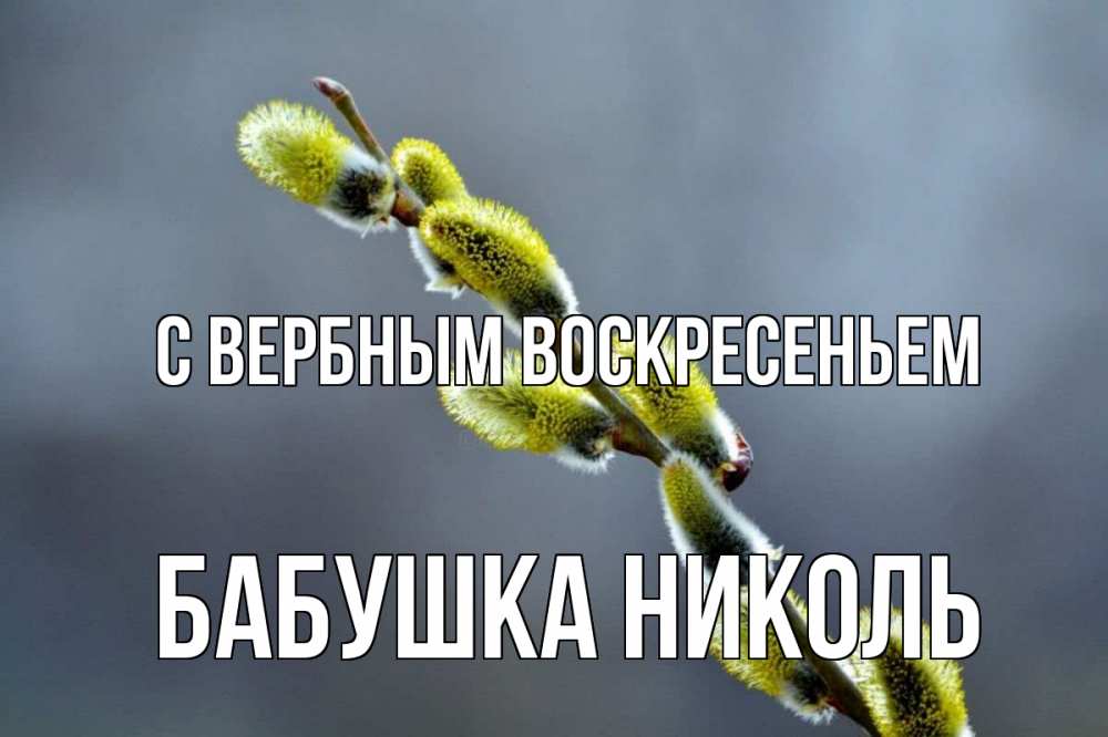 Открытка на каждый день с именем, Бабушка-Николь С вербным воскресеньем верба Прикольная открытка с пожеланием онлайн скачать бесплатно 