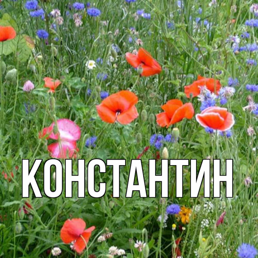 Открытка на каждый день с именем, Константин Главная наурыз  4 Прикольная открытка с пожеланием онлайн скачать бесплатно 