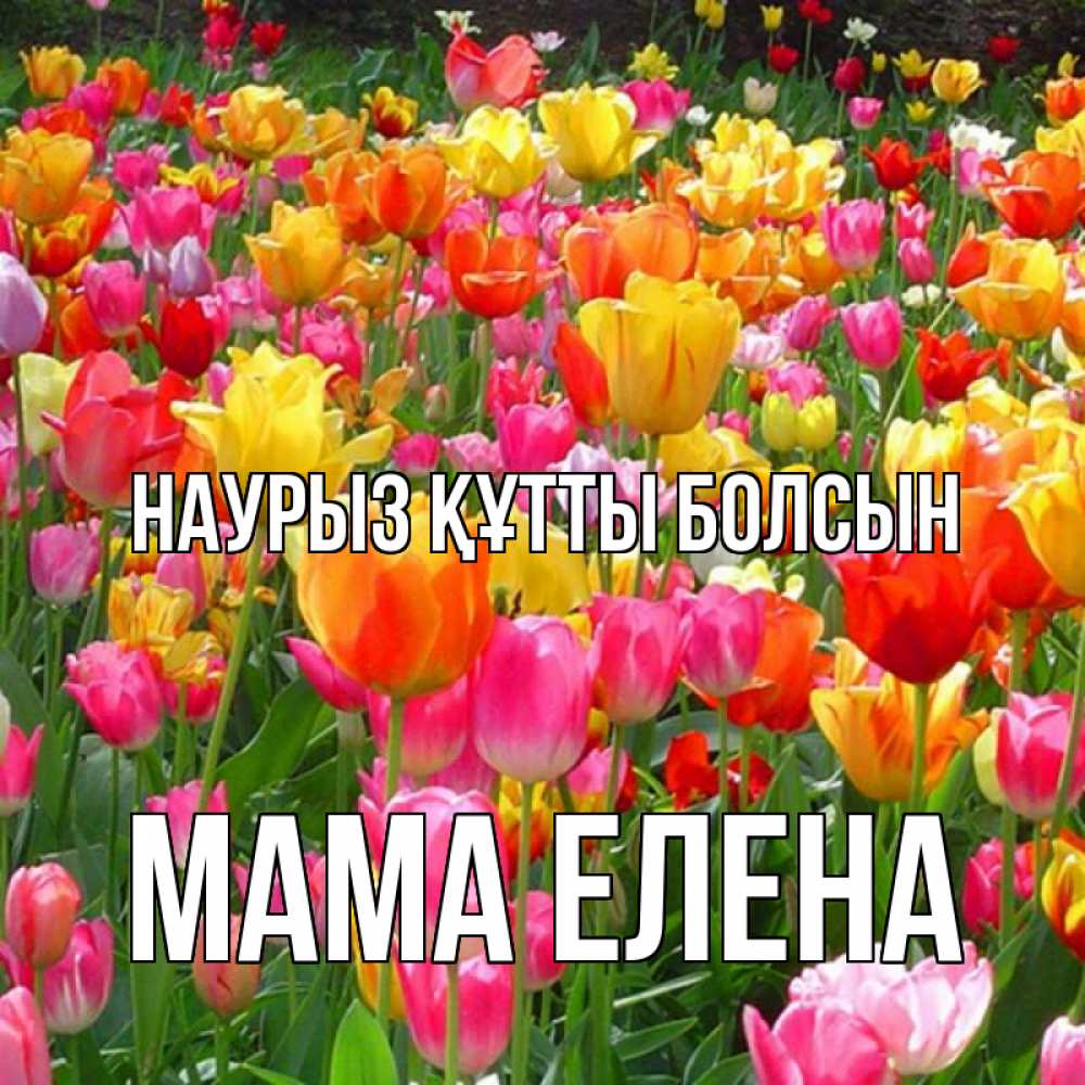 Открытка на каждый день с именем, Мама-Елена Наурыз құтты болсын на наурыз  ура ура Прикольная открытка с пожеланием онлайн скачать бесплатно 