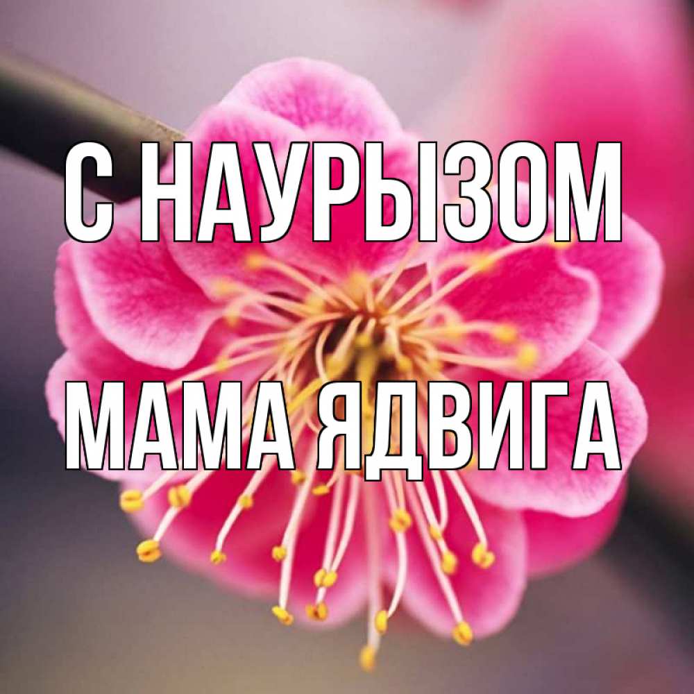 Открытка на каждый день с именем, Мама-Ядвига С наурызом цветы Прикольная открытка с пожеланием онлайн скачать бесплатно 