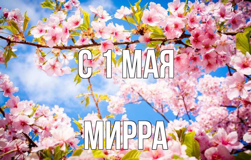 Открытка на каждый день с именем, Мирра С 1 мая С 1 мая Прикольная открытка с пожеланием онлайн скачать бесплатно 