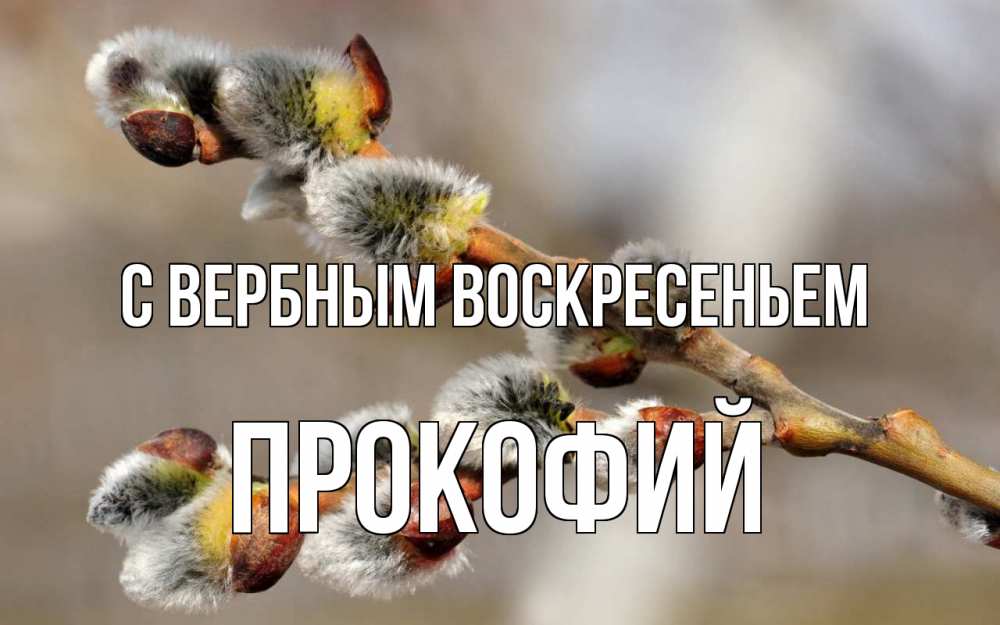 Открытка на каждый день с именем, Прокофий С вербным воскресеньем Верба Прикольная открытка с пожеланием онлайн скачать бесплатно 