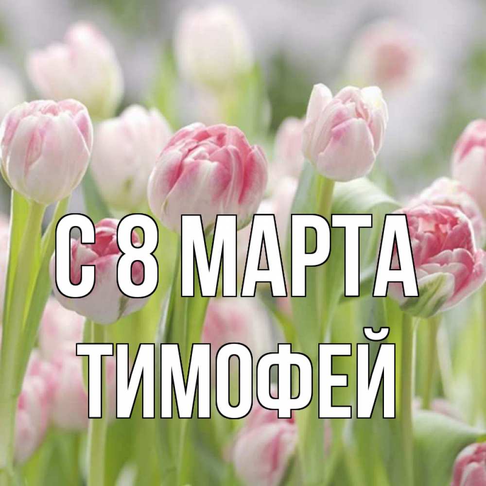 Открытка на каждый день с именем, Тимофей С 8 МАРТА цветы Прикольная открытка с пожеланием онлайн скачать бесплатно 