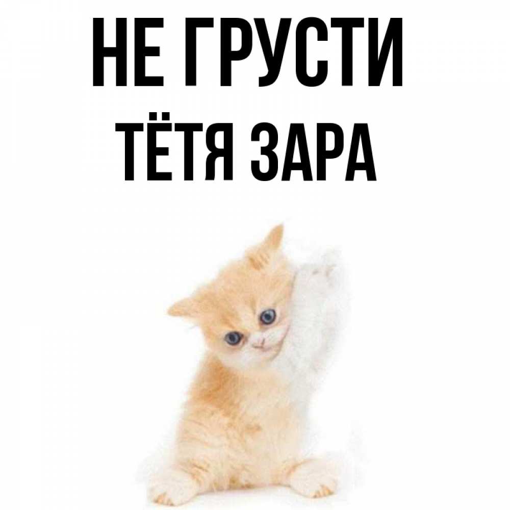 Открытка на каждый день с именем, Тётя-Зара Не грусти просящий кот Прикольная открытка с пожеланием онлайн скачать бесплатно 