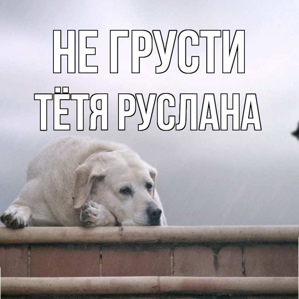 Открытка на каждый день с именем, Тётя-Руслана Не грусти белый пес 1 Прикольная открытка с пожеланием онлайн скачать бесплатно 