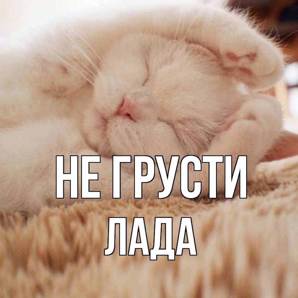 Открытка на каждый день с именем, Лада Не грусти белый кот Прикольная открытка с пожеланием онлайн скачать бесплатно 