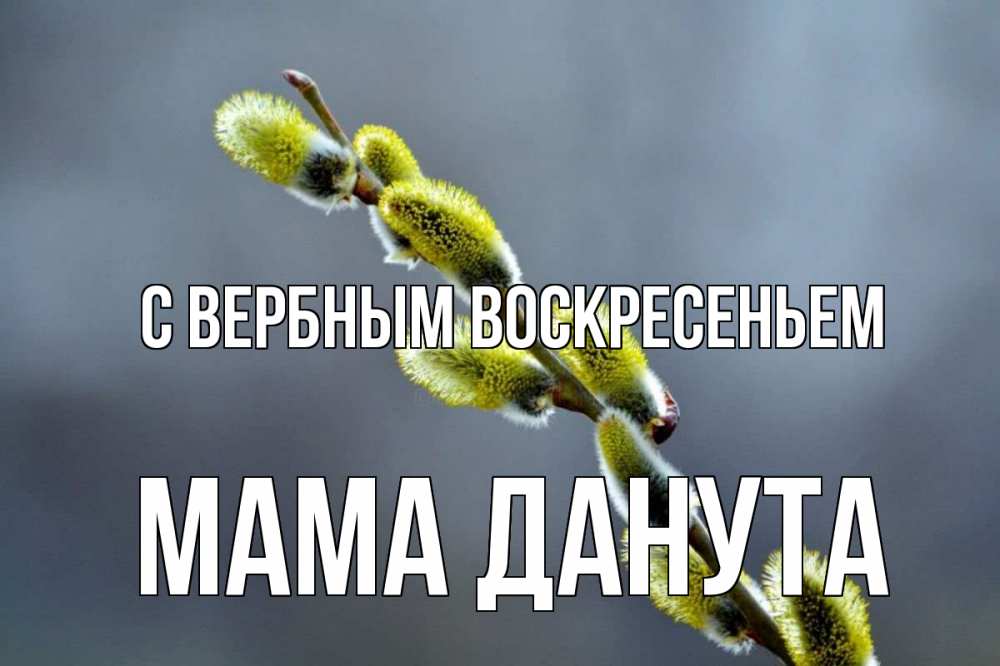 Открытка на каждый день с именем, Мама-Данута С вербным воскресеньем верба Прикольная открытка с пожеланием онлайн скачать бесплатно 