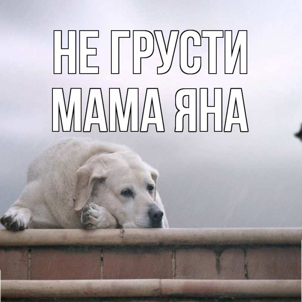 Открытка на каждый день с именем, Мама-Яна Не грусти белый пес 1 Прикольная открытка с пожеланием онлайн скачать бесплатно 