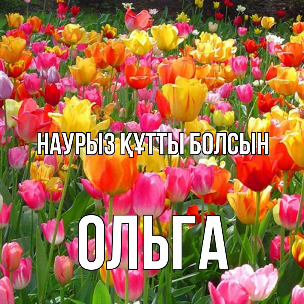 Открытка на каждый день с именем, Ольга Наурыз құтты болсын на наурыз  ура ура Прикольная открытка с пожеланием онлайн скачать бесплатно 
