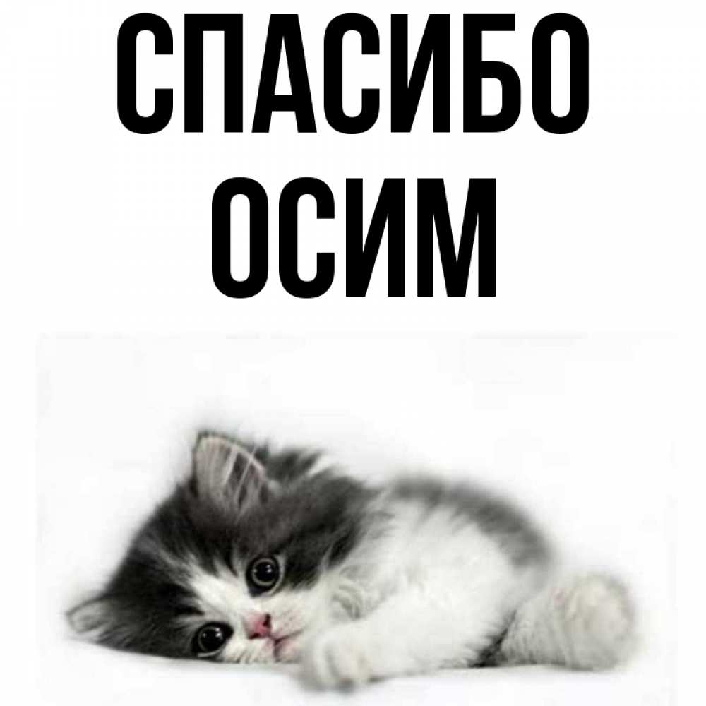 Открытка на каждый день с именем, Осим Спасибо черный и белый кот Прикольная открытка с пожеланием онлайн скачать бесплатно 