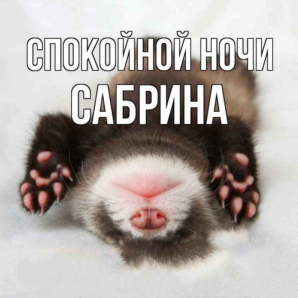 Открытка на каждый день с именем, Сабрина Спокойной ночи зверек Прикольная открытка с пожеланием онлайн скачать бесплатно 