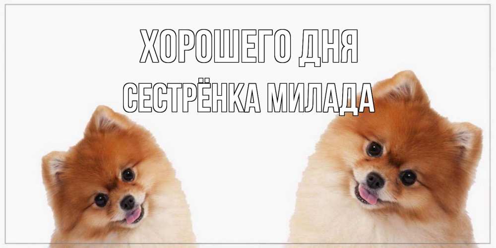 Открытка на каждый день с именем, Сестрёнка-Милада Хорошего дня собачки желают прекрасного дня Прикольная открытка с пожеланием онлайн скачать бесплатно 