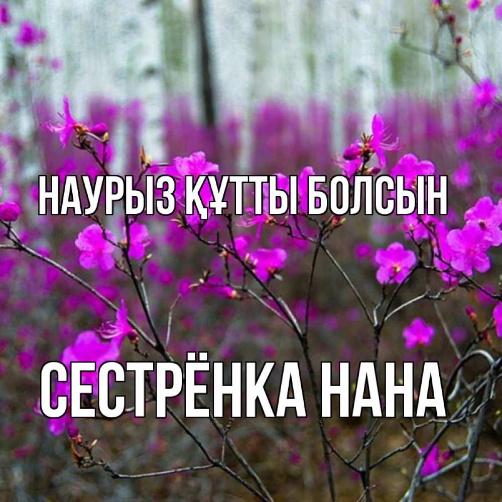 Открытка на каждый день с именем, Сестрёнка-Нана Наурыз құтты болсын дикие цветы Прикольная открытка с пожеланием онлайн скачать бесплатно 