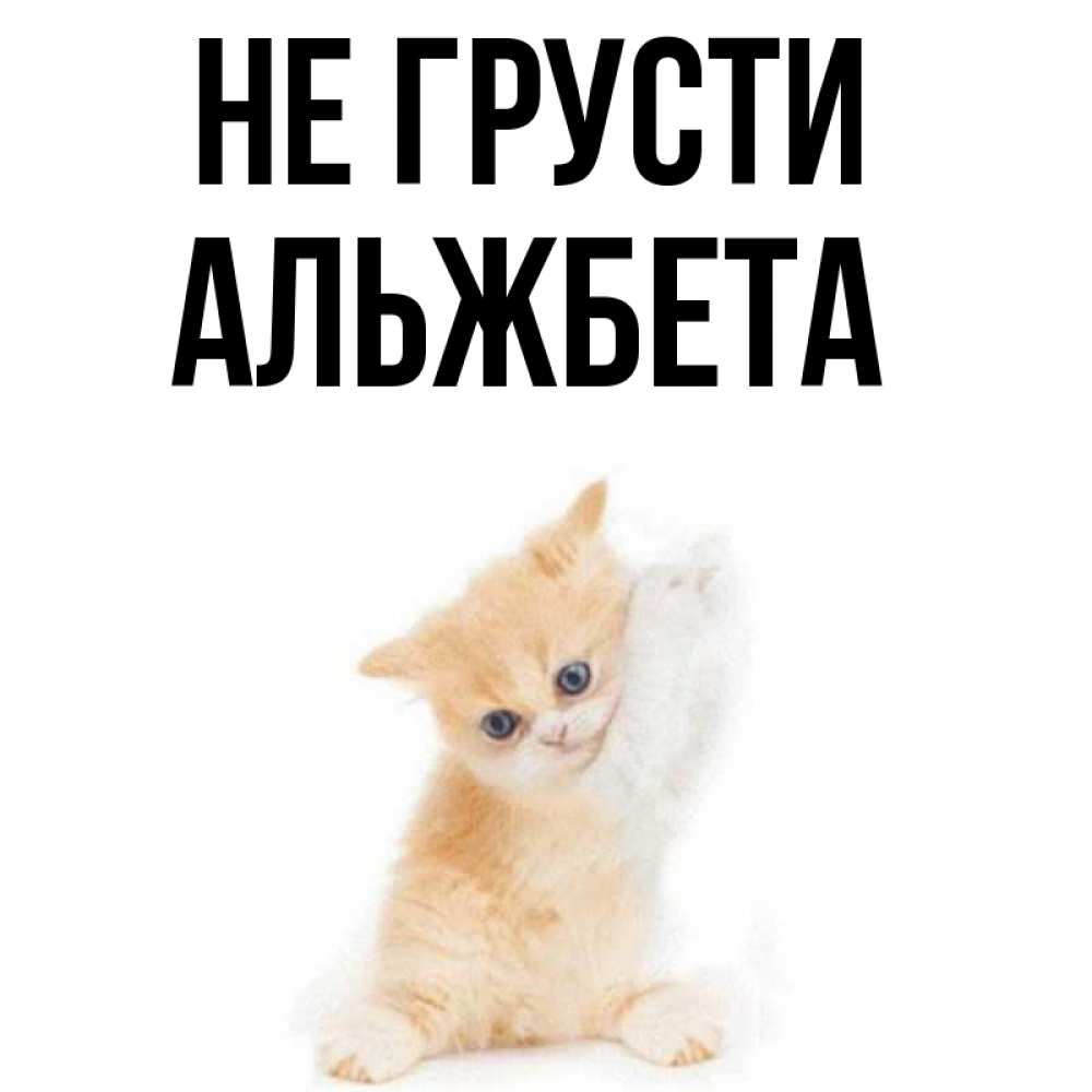 Открытка на каждый день с именем, Альжбета Не грусти просящий кот Прикольная открытка с пожеланием онлайн скачать бесплатно 