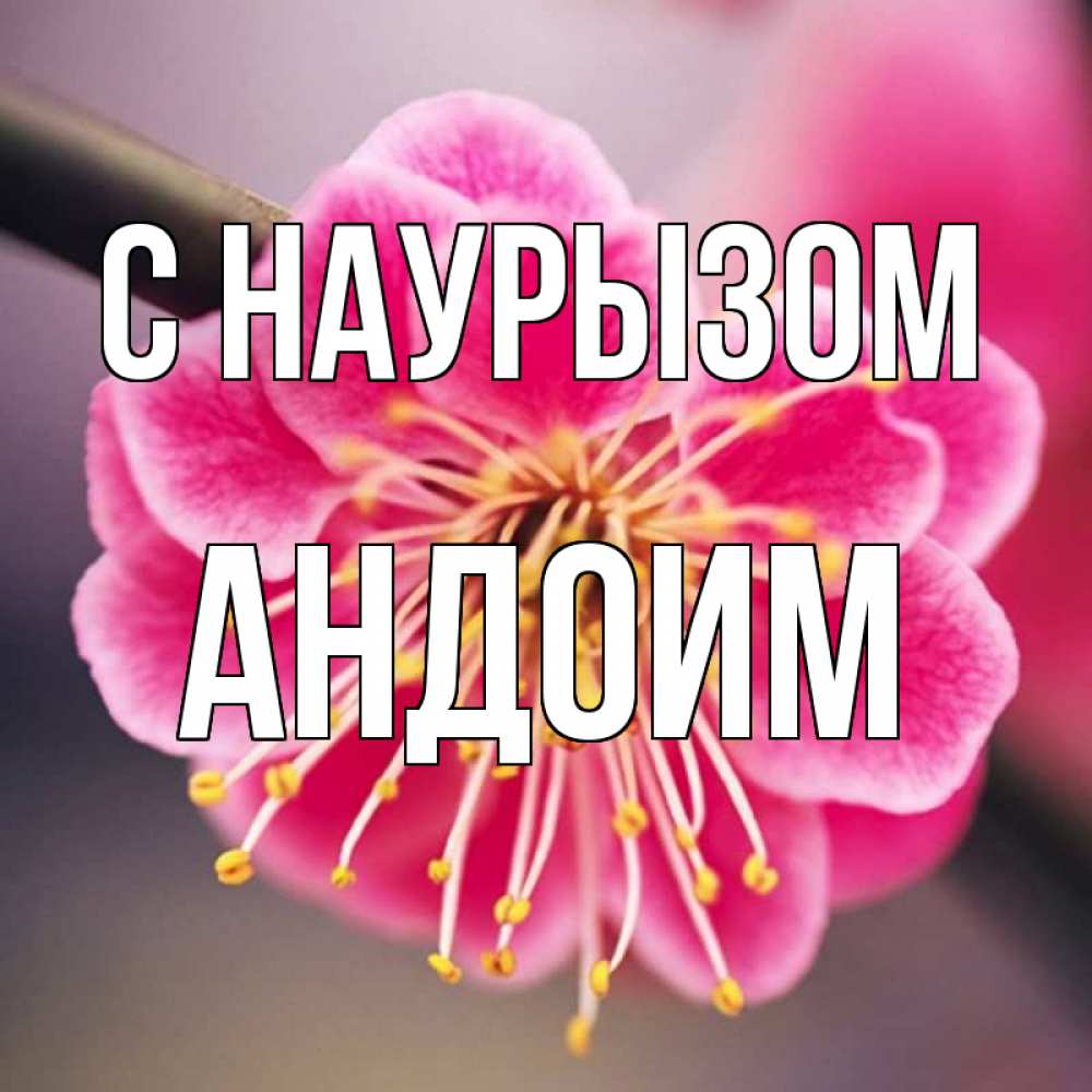 Открытка на каждый день с именем, Андоим С наурызом цветы Прикольная открытка с пожеланием онлайн скачать бесплатно 