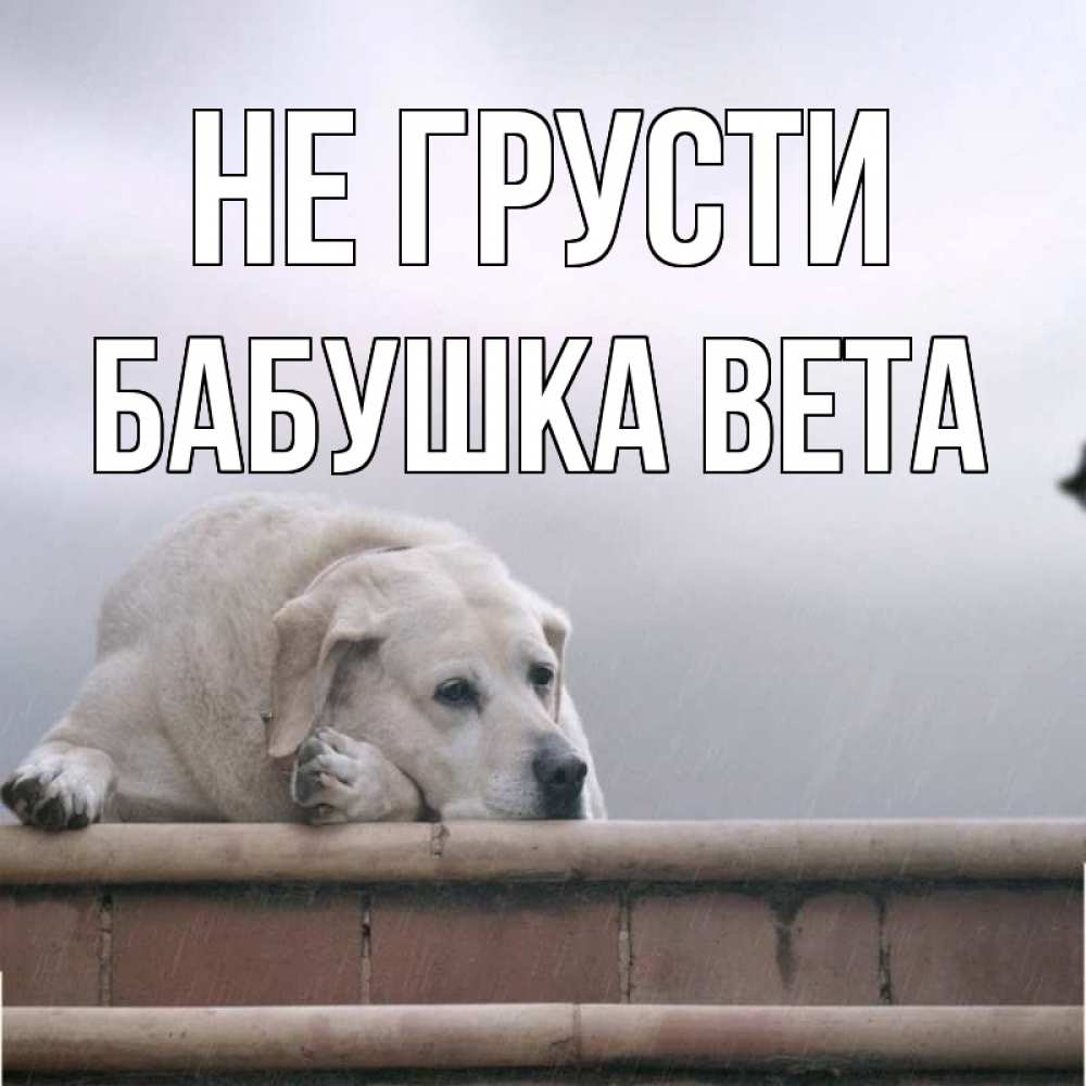 Открытка на каждый день с именем, Бабушка-Вета Не грусти белый пес 1 Прикольная открытка с пожеланием онлайн скачать бесплатно 