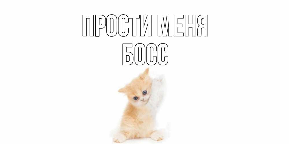Открытка на каждый день с именем, Босс Прости меня кот Прикольная открытка с пожеланием онлайн скачать бесплатно 