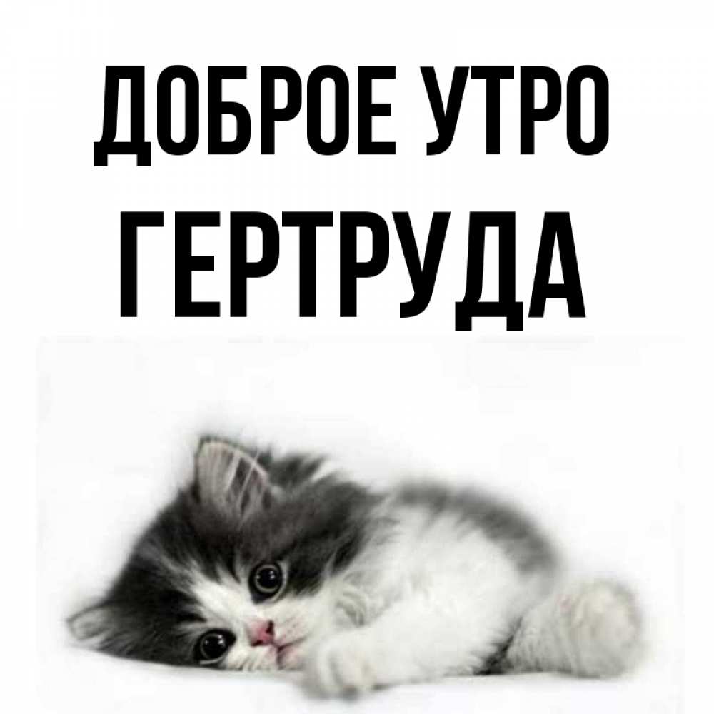 Открытка на каждый день с именем, Гертруда Доброе утро кот лапки Прикольная открытка с пожеланием онлайн скачать бесплатно 