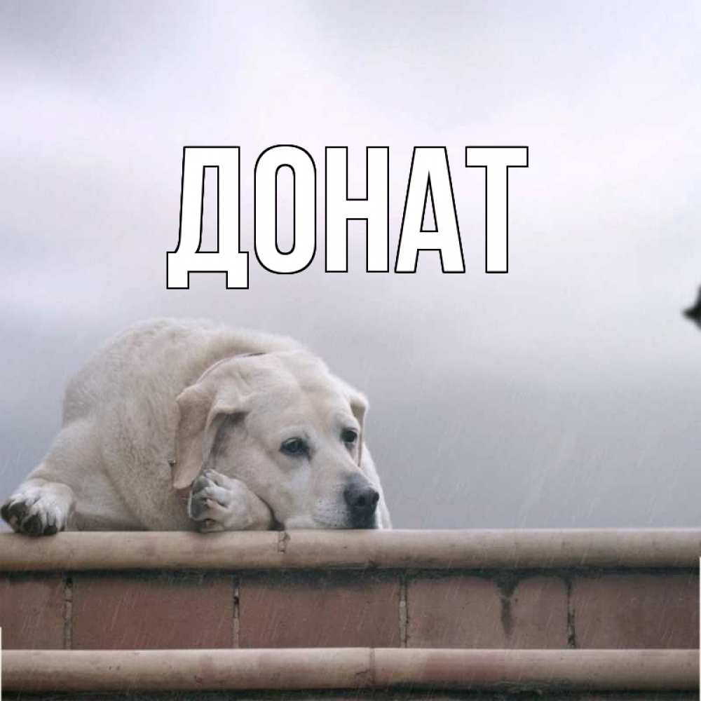Открытка на каждый день с именем, Донат Главная белый пес 1 Прикольная открытка с пожеланием онлайн скачать бесплатно 