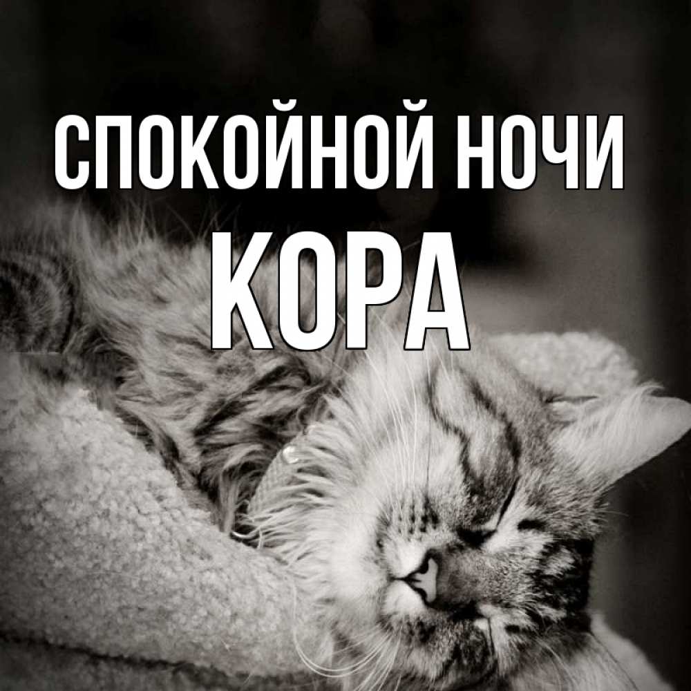 Открытка на каждый день с именем, Кора Спокойной ночи котярик пушистый Прикольная открытка с пожеланием онлайн скачать бесплатно 