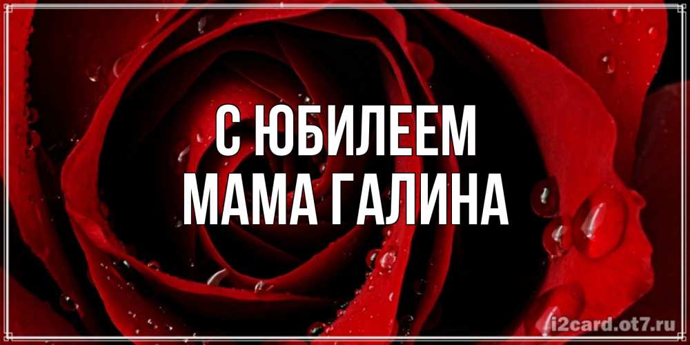 Открытка на каждый день с именем, Мама-Галина С юбилеем крупная бордовая роза Прикольная открытка с пожеланием онлайн скачать бесплатно 