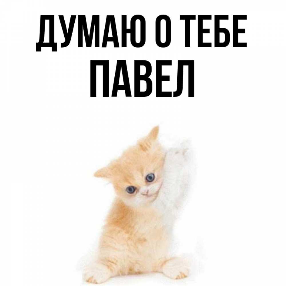 Открытка на каждый день с именем, Павел Думаю о тебе зверушки и милота Прикольная открытка с пожеланием онлайн скачать бесплатно 