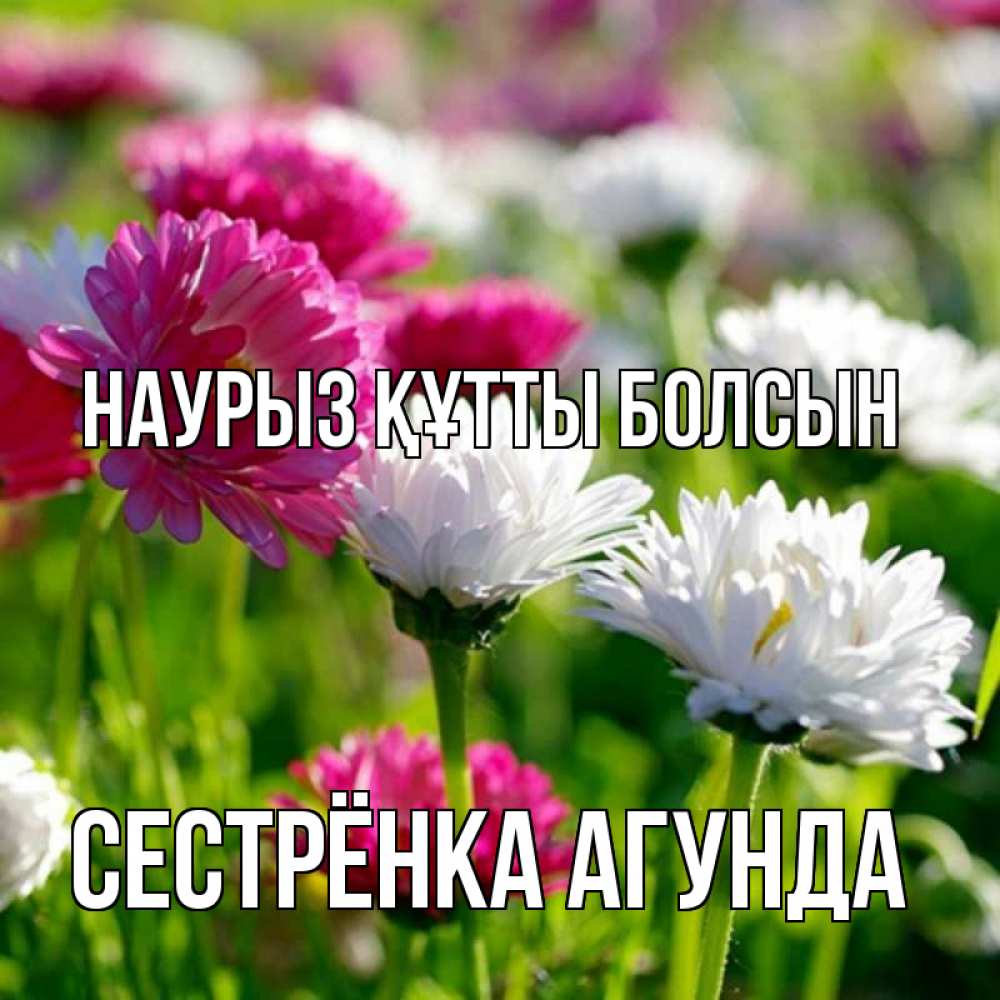 Открытка на каждый день с именем, Сестрёнка-Агунда Наурыз құтты болсын наурыз Прикольная открытка с пожеланием онлайн скачать бесплатно 