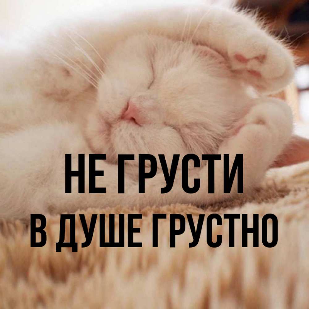 Открытка на каждый день с именем, В-душе-грустно Не грусти Котенок спит Прикольная открытка с пожеланием онлайн скачать бесплатно 