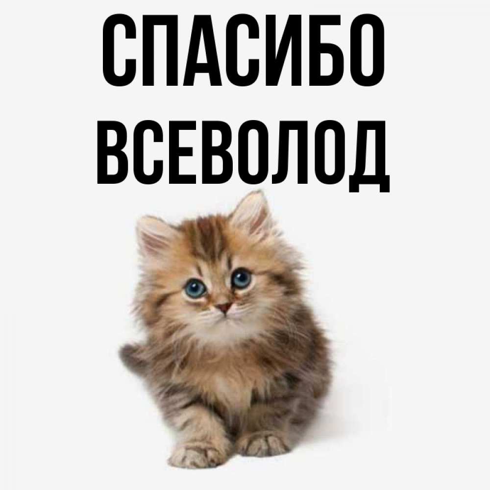 Открытка на каждый день с именем, Всеволод Спасибо пушистый котик Прикольная открытка с пожеланием онлайн скачать бесплатно 