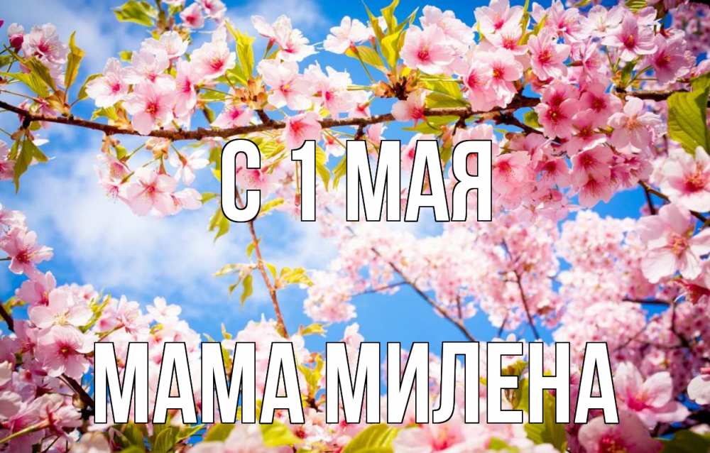 Открытка на каждый день с именем, Мама-Милена С 1 мая С 1 мая Прикольная открытка с пожеланием онлайн скачать бесплатно 